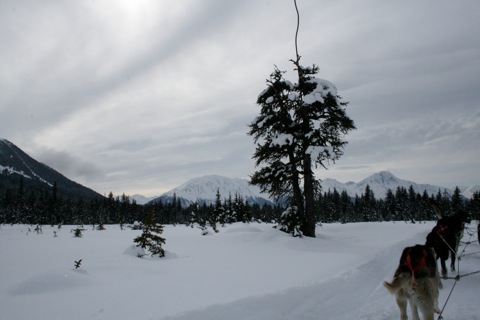 View from the side of the dog sled