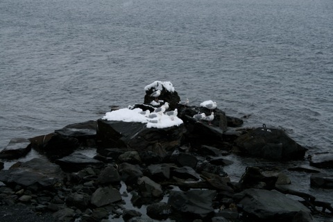 Birds on snow-covered rocks
