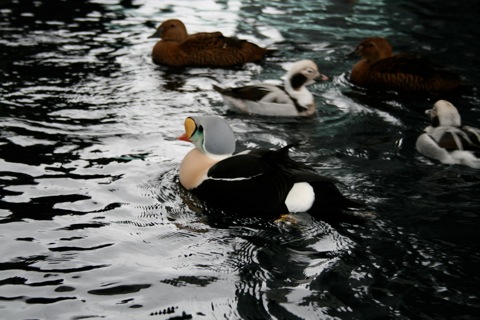 Birds at the Alaska SeaLife center