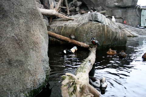 Bird habitat