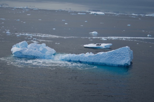 Seals on ice behind an interesting shaped iceberg