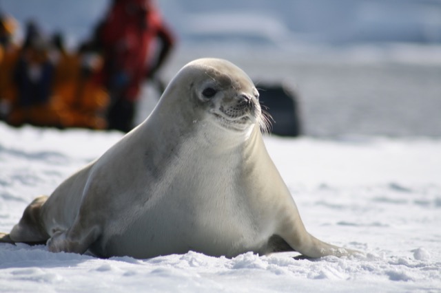 Crabeater Seal with Zodiac team in the background