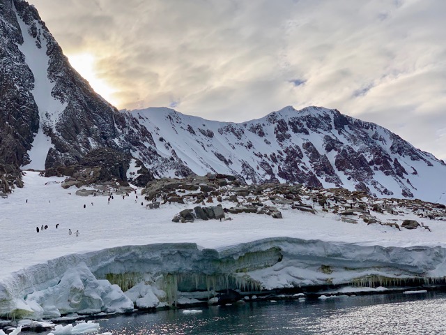 Adélie Penguins with a backdrop of mountains