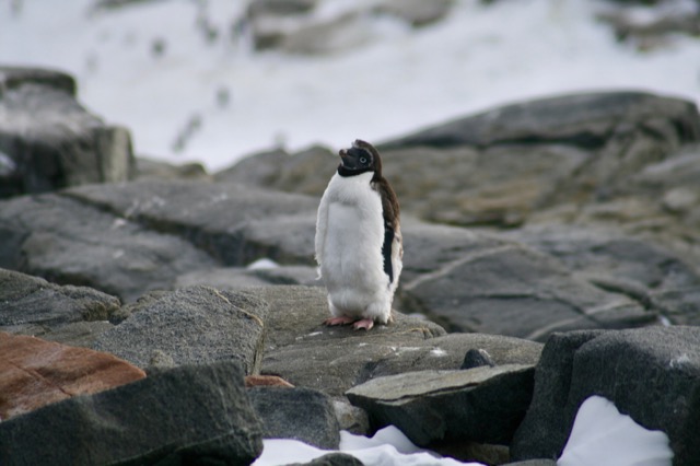 Molting Adélie Penguin