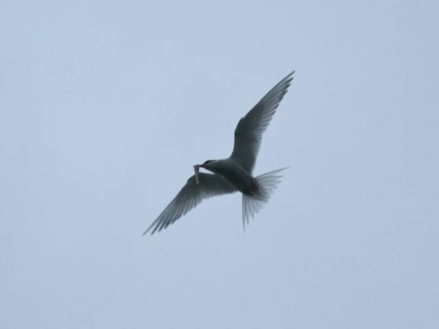 Antarctic Tern with dinner