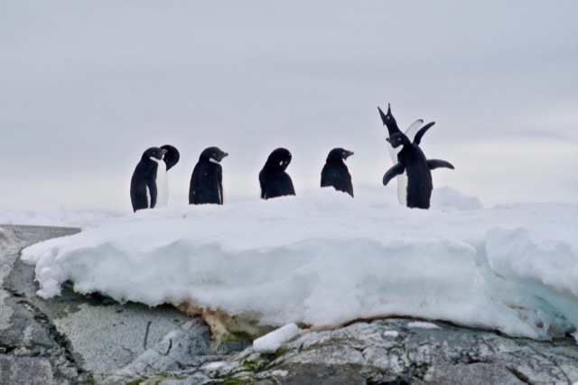 Adélie Penguins with one squawking