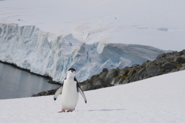This Chinstrap Penguin wobbled all the way up this hill...so determined.