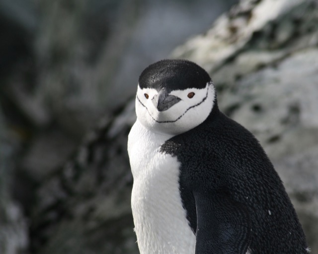 En Vogue shot of the Chinstrap Penguin