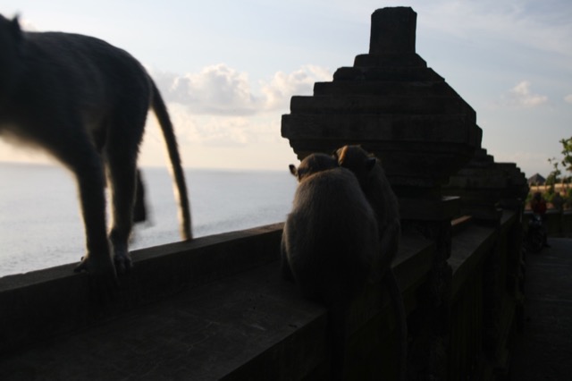 Monkeys watching the sunset