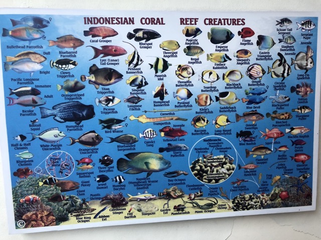Indonesian Coral Reef Creatures