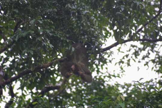 IMG_3700 Three-toed sloth