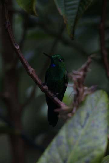 IMG_4060 Purple-throated Mountain Gem hummingbird