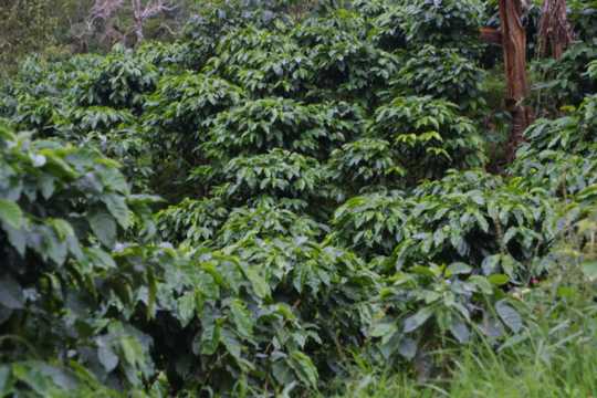 IMG_4281 Coffee Plants
