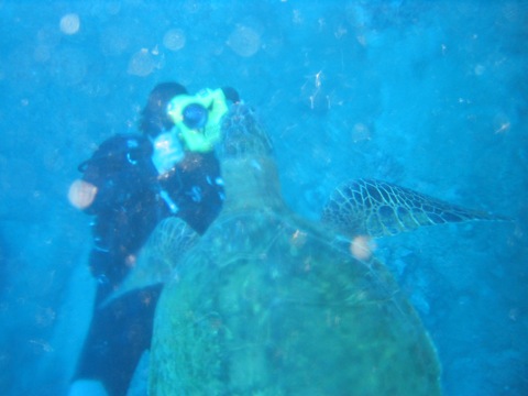 Divemaster Scott taking video of the turtle