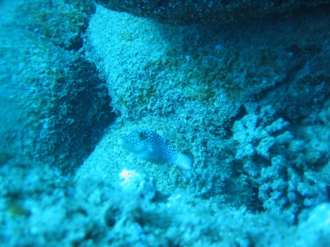 Blue and white spotted fish