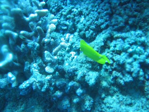 Yellow fish with coral