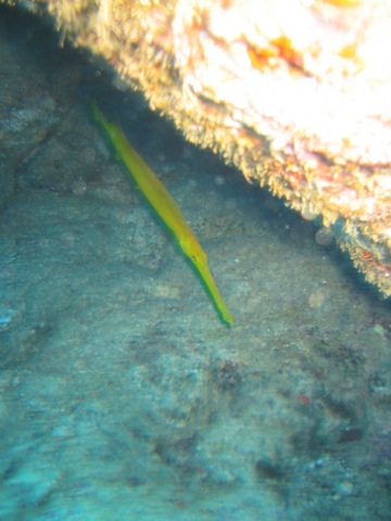 Yellow trumpetfish