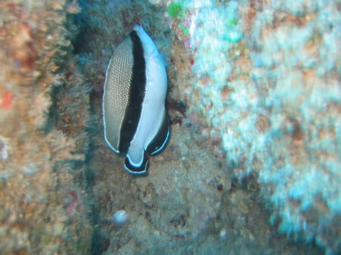 Brown, black and white fish