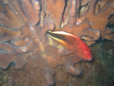 Fish hiding in some coral