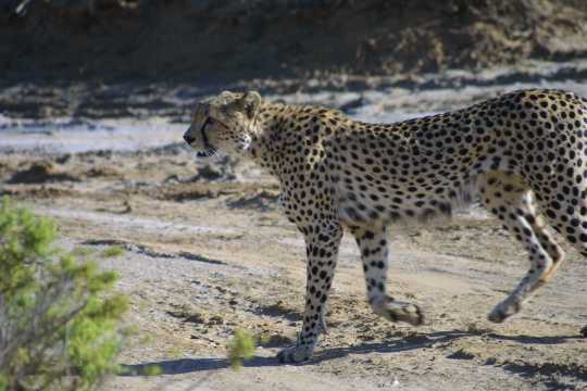 IMG_0286 Cheetah