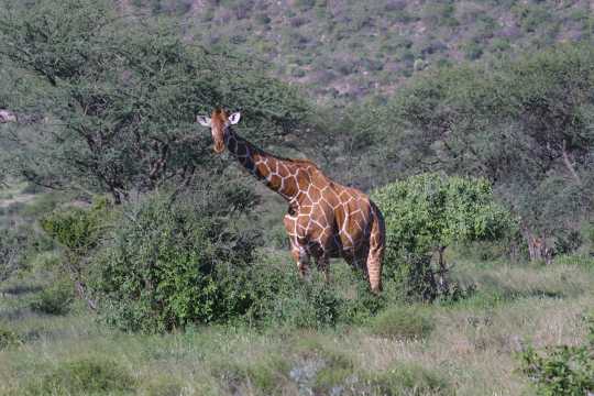 IMG_0389 Reticulated Giraffe