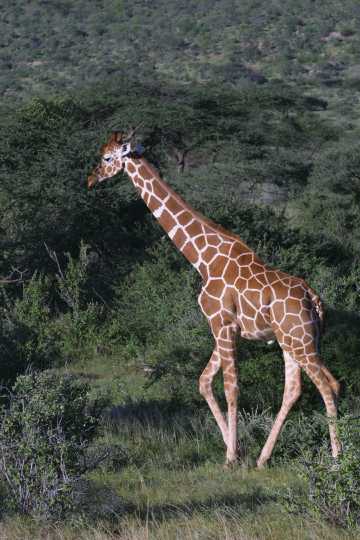 IMG_0418 Reticulated Giraffe