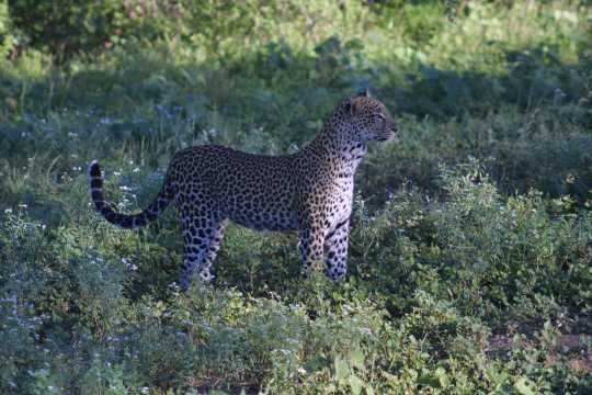 IMG_0451 Leopard