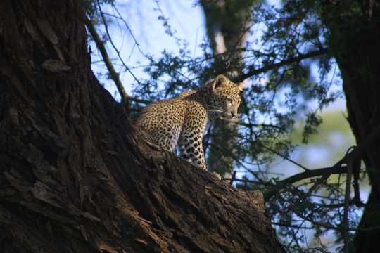 IMG_0527 Leopard Cub