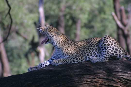IMG_0539 Leopard Yawn