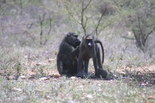 IMG_0545 Baboons, grooming