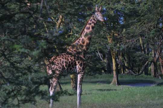 IMG_0590 Rothchild's Giraffe