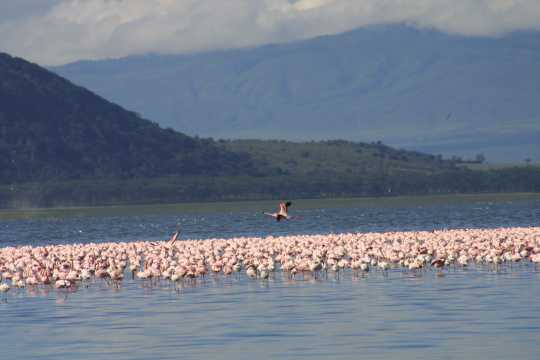 IMG_0601 Pink Flamingo