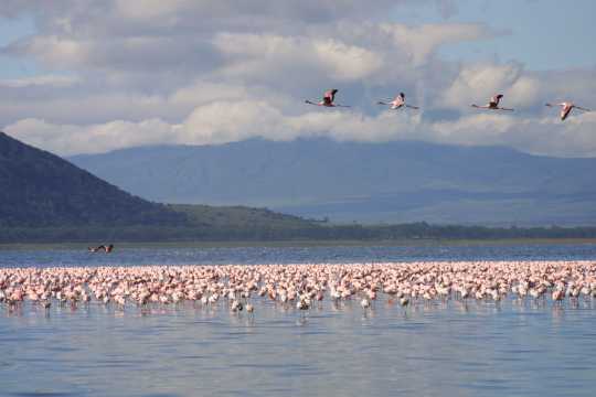 IMG_0626 Pink Flamingo