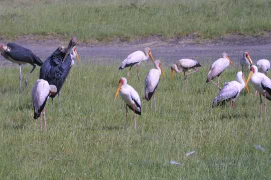 IMG_0652 Marabou (black) and Yellow-Billed Storks