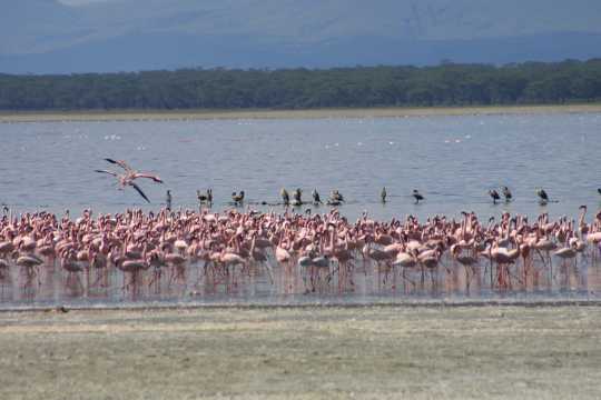 IMG_0659 Pink Flamingo with White-Necked Comorant