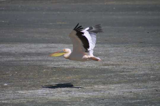 IMG_0664 White Pelican