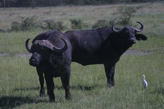 IMG_0668 Cape Buffalo