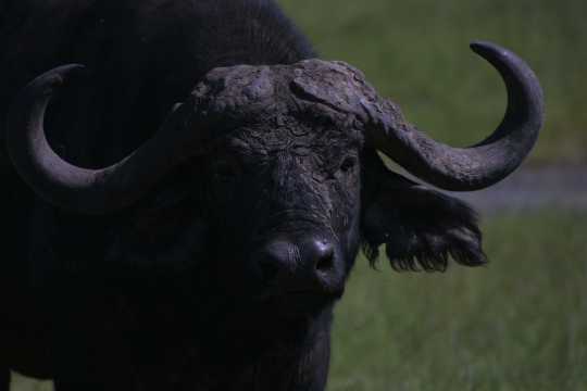 IMG_0671 Cape Buffalo