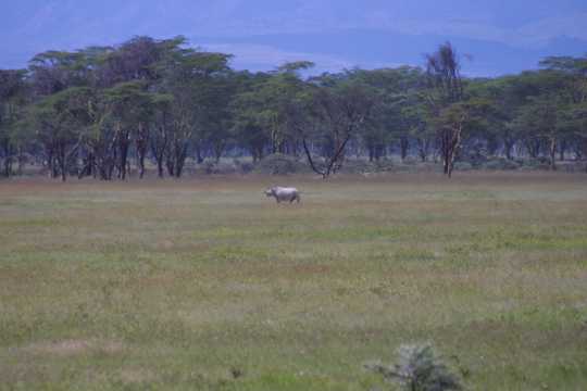 IMG_0675 White Rhino