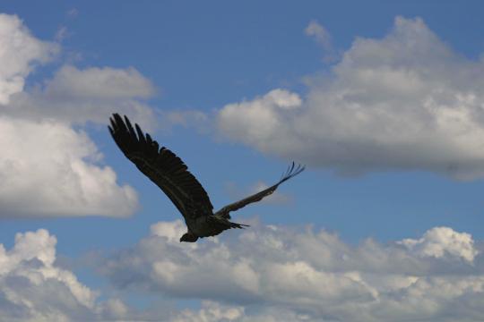 IMG_0879 Griffon vulture, in-flight