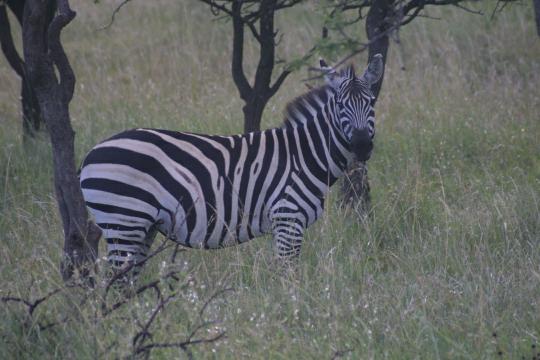 IMG_0897 Common Zebra