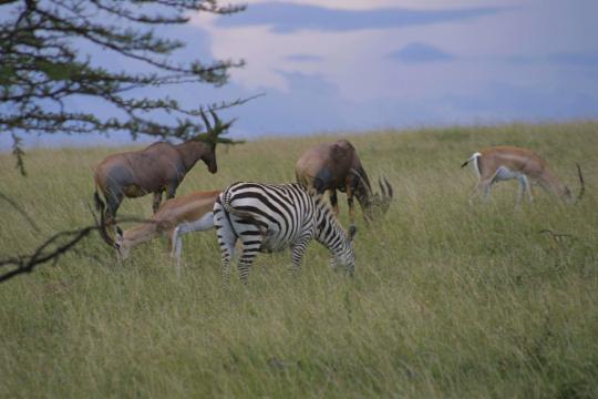 IMG_0908 Grant's Gazelle, with Topi and Common Zebra