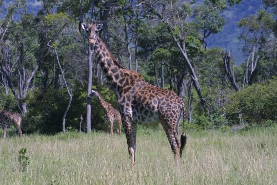 IMG_0954 Maasai Giraffe
