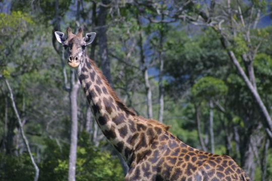 IMG_0959 Maasai Giraffe