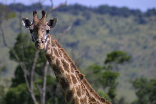 IMG_0960 Maasai Giraffe