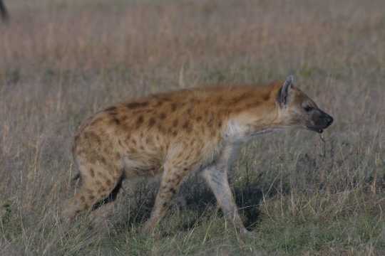 IMG_0964 Spotted Hyena