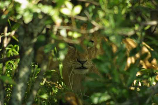IMG_1016 Lion cub