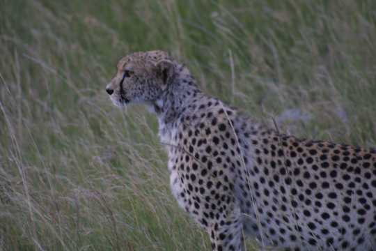 IMG_1063 Cheetah