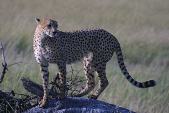 IMG_1087 Cheetah