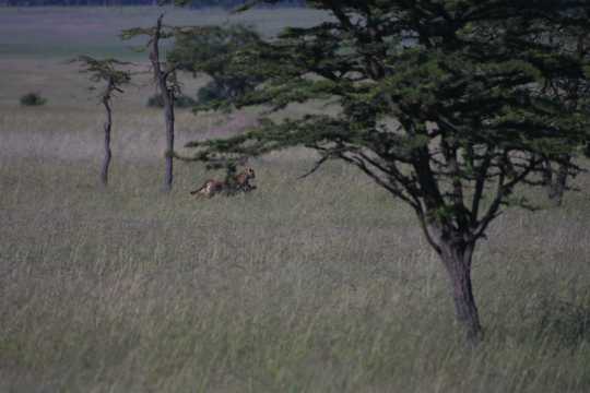 IMG_1091 Cheetah, stalking a gazelle